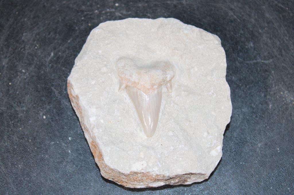 Prehistoric OTODUS SHARK Tooth Fossil in a Rock Matrix: Prehistoric OTODUS SHARK Tooth Fossil in a Rock Matrix. The Matrix measures 4" Long x 4" Wide x 2" Thick. The Total Weight is .65 lbs. The prehistoric Otodus Shark is an extinct genus of large