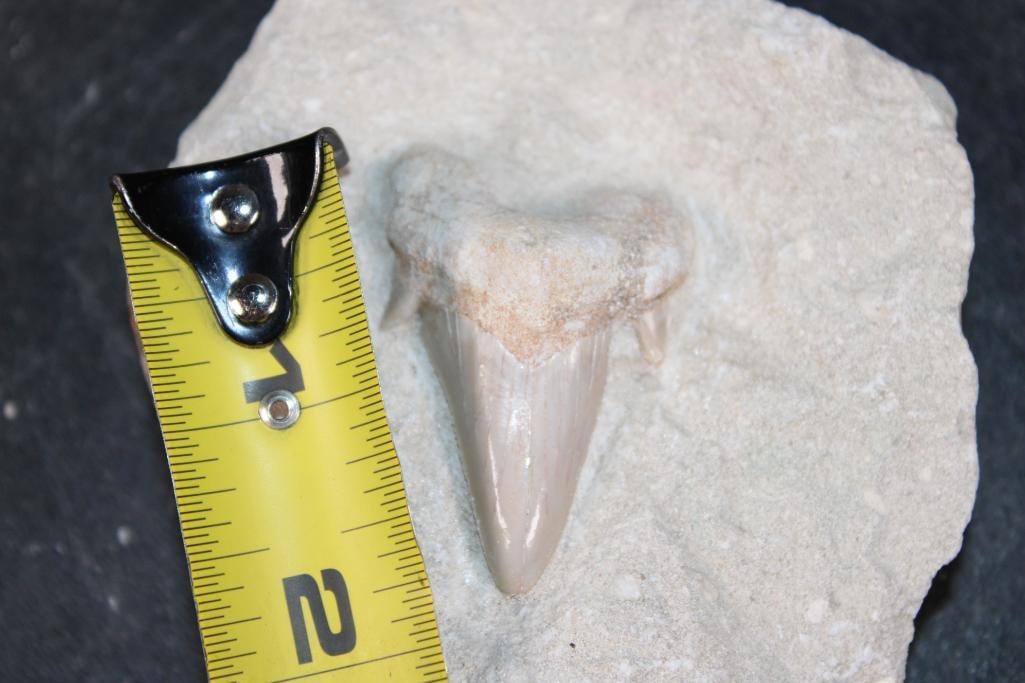 Prehistoric OTODUS SHARK Tooth Fossil in a Rock Matrix - 2