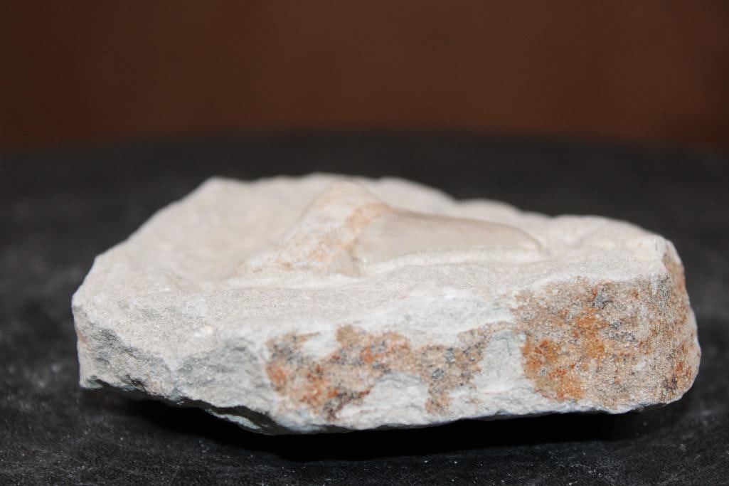 Prehistoric OTODUS SHARK Tooth Fossil in a Rock Matrix - 3