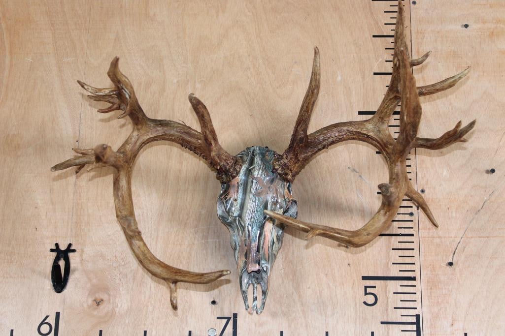 Big *Real* Set of WHITETAIL DEER Antlers on a Hydro-dipped "Camo" Print Reproduction Skull: Big *Real* Set of WHITETAIL DEER Antlers on a Hydro-dipped "Camo" Print Reproduction Skull. It has 28-Points and a 25" Spread. TAXIDERMY ART 