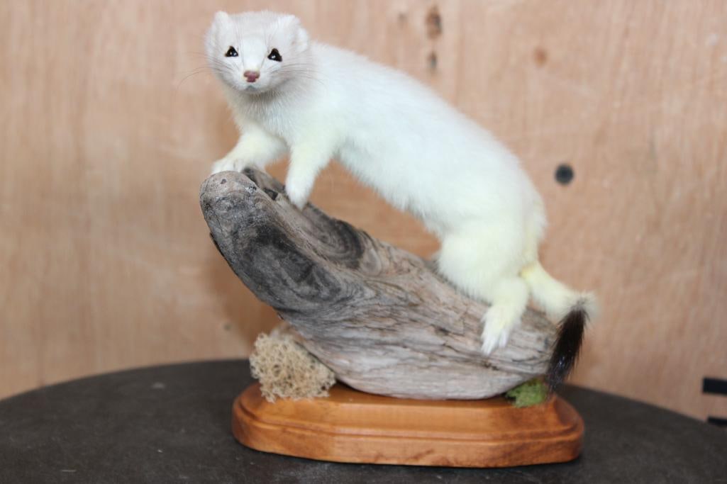 Little Life-sized ERMINE on a Log and Wood Plaque Base: Very Cute Little Life-sized ERMINE on a Log. It measures 6" Long x 6" Wide x 6.5" Tall. This is a Very Nice mount in Good Condition. TAXIDERMY 