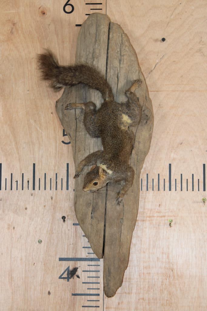 Little Life-sized Baby BEAVER on a Log: Little Life-sized Baby BEAVER on a Log. It measures 13" Long x 5" Wide x 4" Tall. This is an older, adorable and "derpy" mount in rough condition. TAXIDERMY 