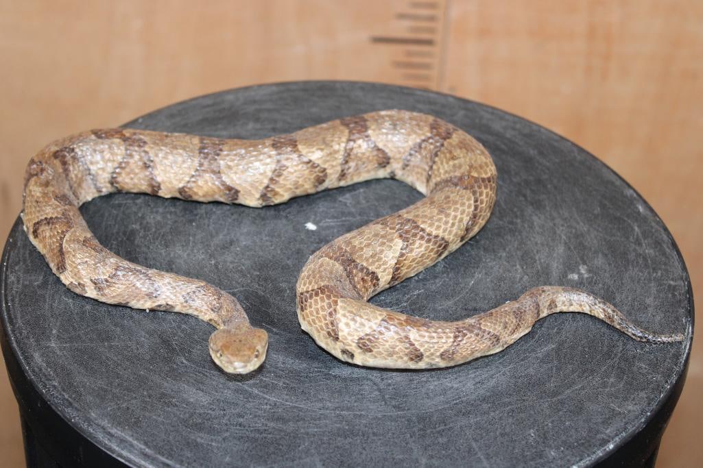 Life-sized Freestanding COPPERHEAD Snake (1 of 9)