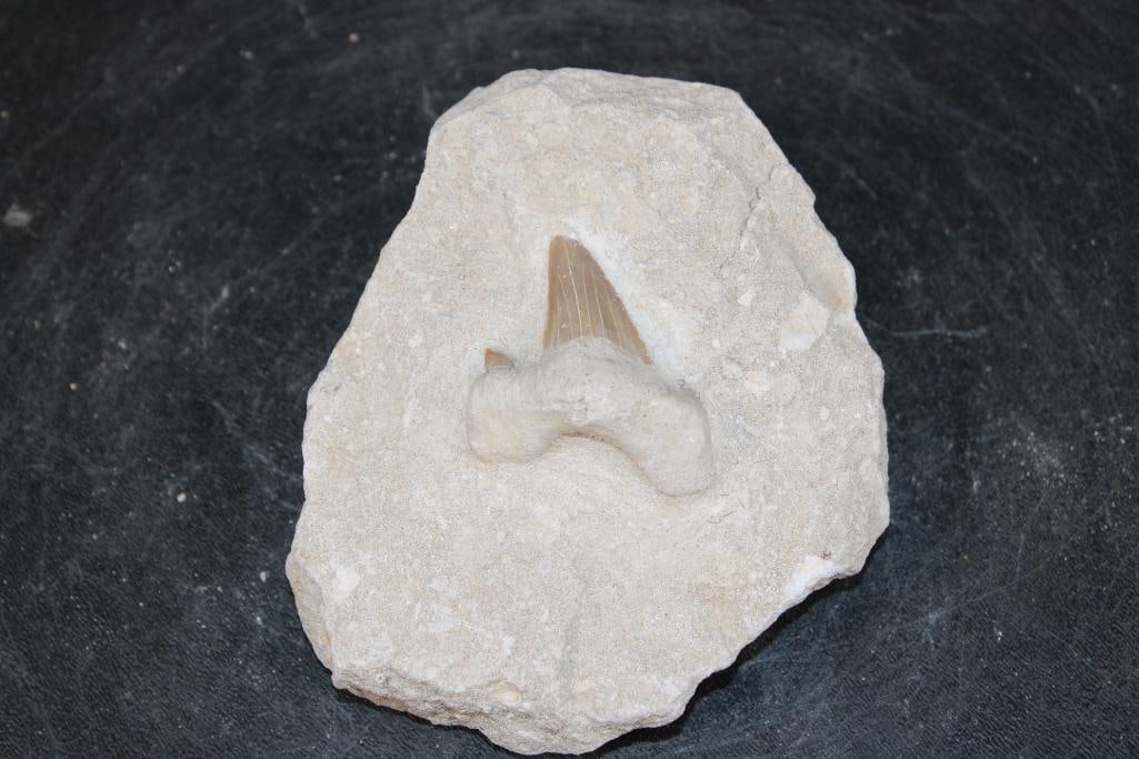 Prehistoric OTODUS SHARK Tooth Fossil in a Rock Matrix: Prehistoric OTODUS SHARK Tooth Fossil in a Rock Matrix. The Matrix measures 4" Long x 4" Wide x 2" Thick. The Total Weight is 12 oz. The prehistoric Otodus Shark is an extinct genus of large mackerel