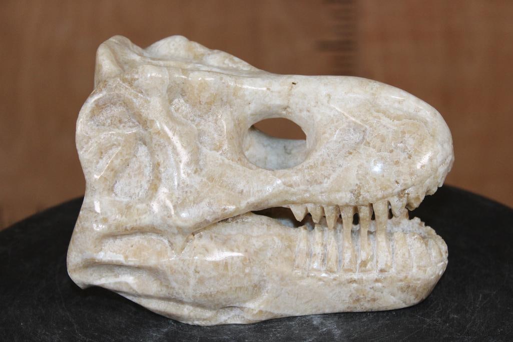 Hand-carved and Polished AGATE Tyrannosaurus Rex Skull: Hand-carved and Polished AGATE Tyrannosaurus Rex Skull. It measures 7" Long x 4" Wide x 5" Tall and Weighs 4 lbs 7 oz. ROCKS FOSSILS MINERALS 