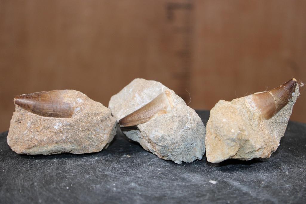 (3) Big MOSASAUR TEETH in their own Rock Matrix - 3
