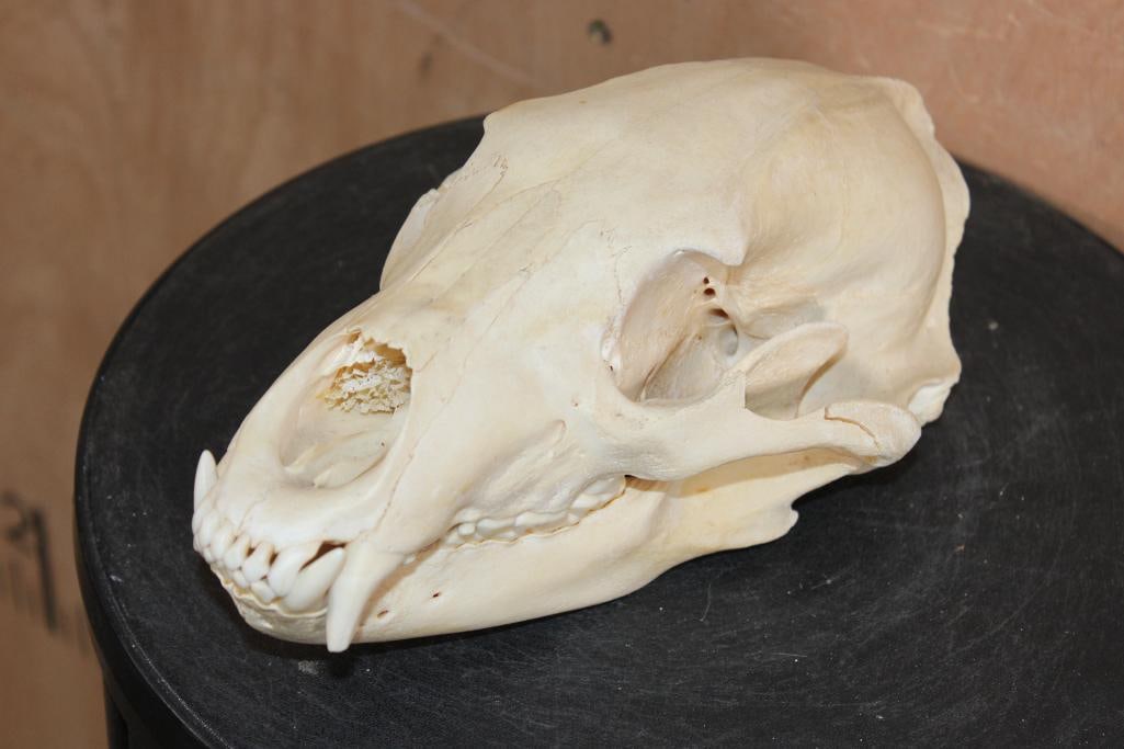 BLACK BEAR Skull - 2