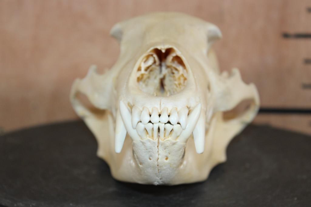 BLACK BEAR Skull - 4