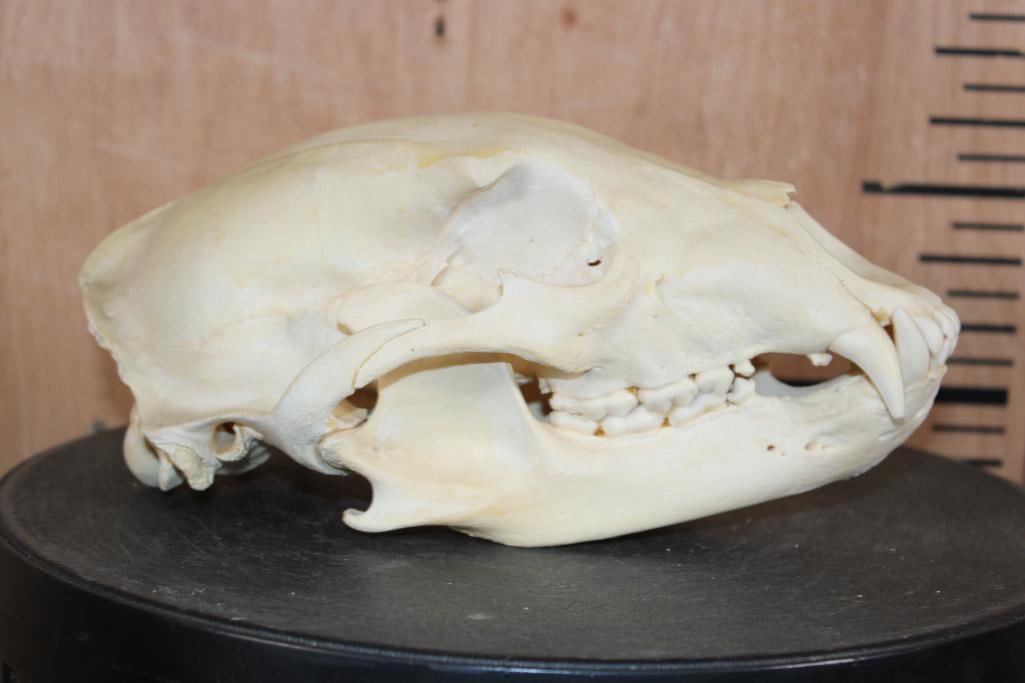 BLACK BEAR Skull - 5
