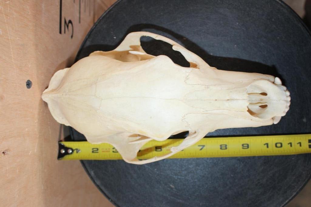BLACK BEAR Skull - 7