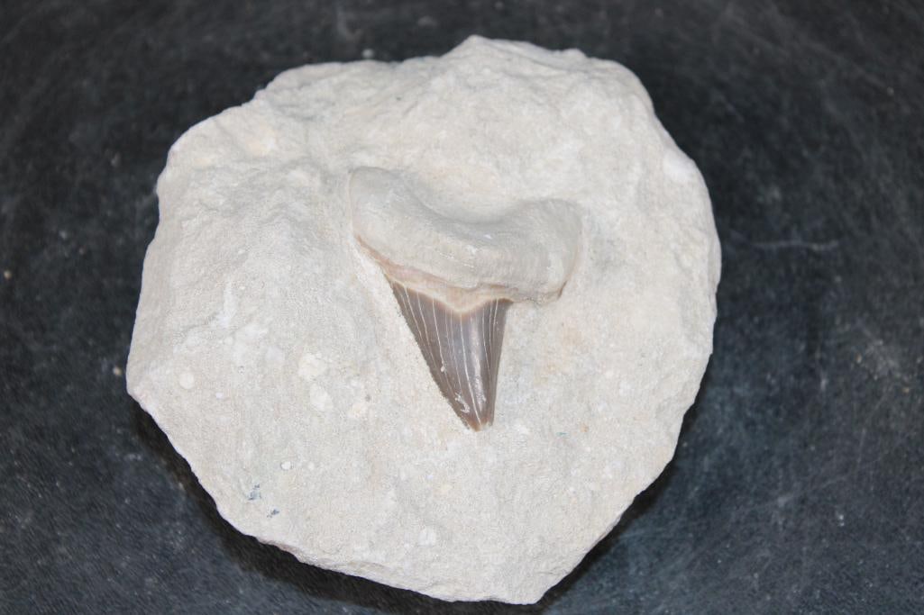 Prehistoric OTODUS SHARK Tooth Fossil in a Rock Matrix (1 of 3)