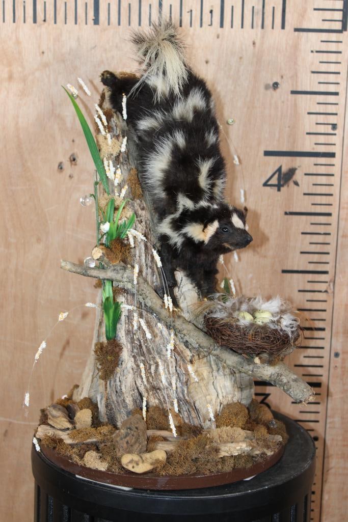 Life-sized SPOTTED SKUNK on a Decorative Log Base: Cute Life-sized SPOTTED SKUNK Taken in Georgia. It is displayed on a decorative Log and Wood Plaque Base. This is an older mount with some bald spots and paint touch-up, otherwise it is in Good