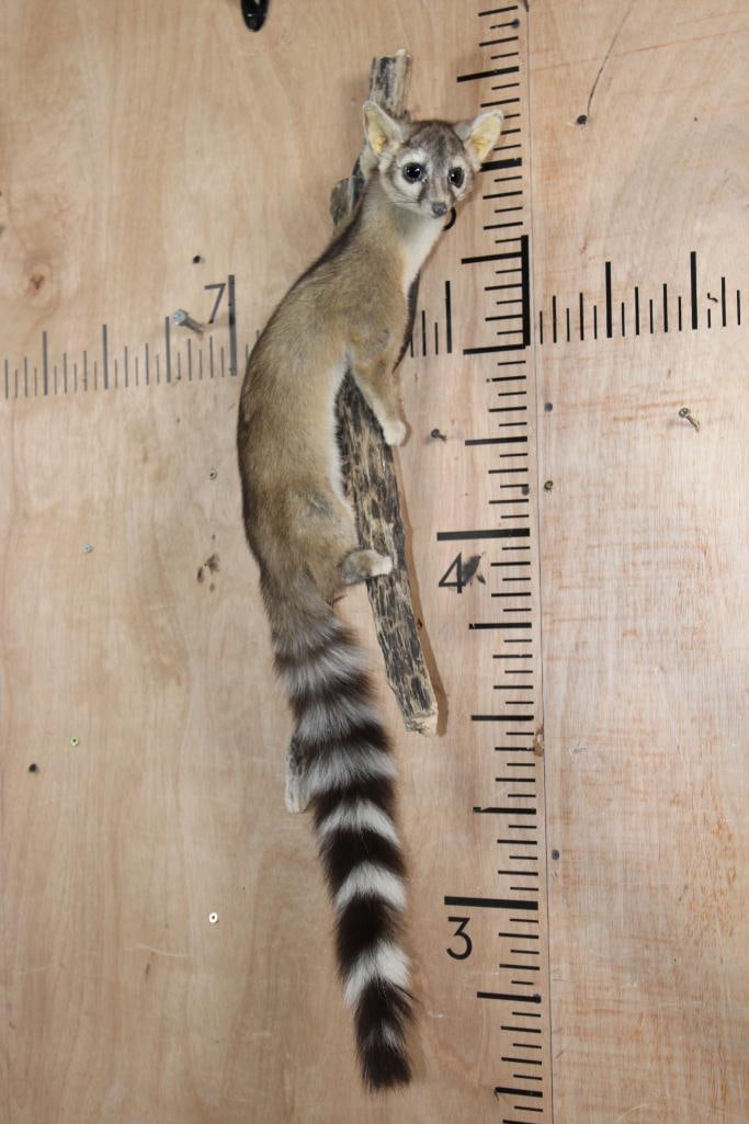 Life-sized RINGTAIL on a Wall Hanging Branch Base: Nice and Clean Life-sized RINGTAIL or Ring-tailed Cat. It is mounted on a Wall Hanging Branch Base and is in Good Condition. The Ringtail is a small, nocturnal mammal related to the