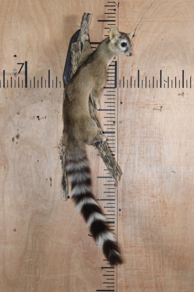 Life-sized RINGTAIL on a Wall Hanging Branch Base - 2