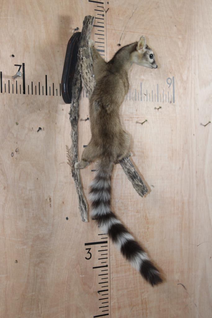 Life-sized RINGTAIL on a Wall Hanging Branch Base - 3