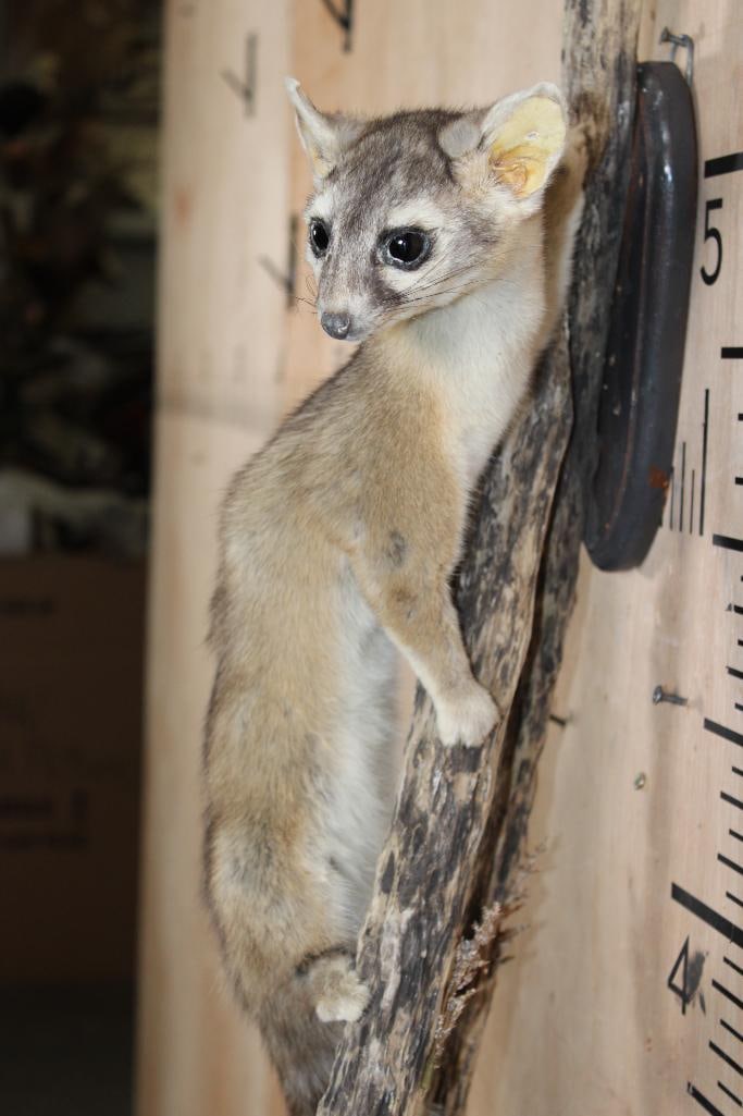 Life-sized RINGTAIL on a Wall Hanging Branch Base - 4
