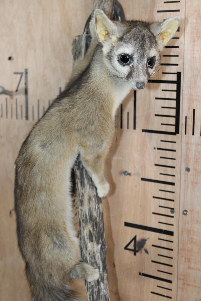 Life-sized RINGTAIL on a Wall Hanging Branch Base - 5