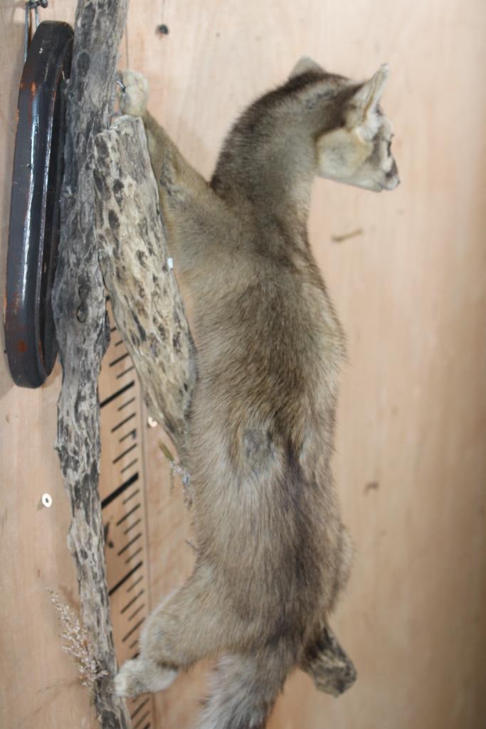 Life-sized RINGTAIL on a Wall Hanging Branch Base - 6