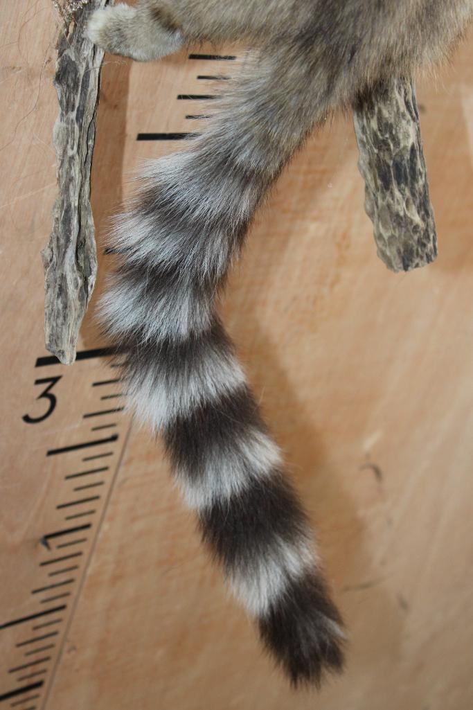 Life-sized RINGTAIL on a Wall Hanging Branch Base - 7