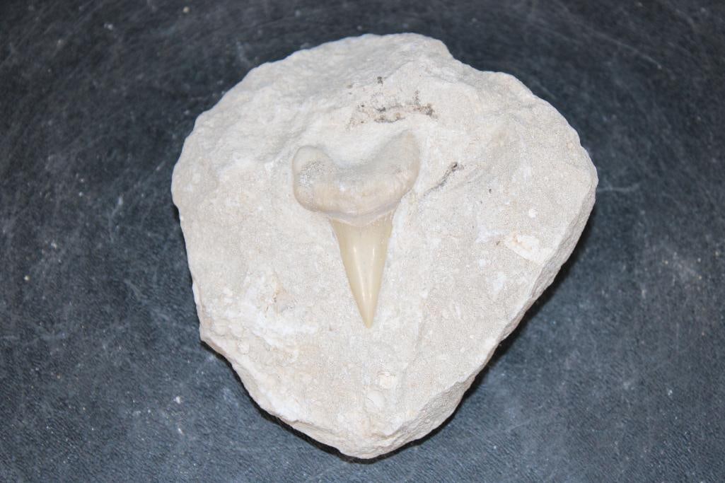 Big Prehistoric OTODUS SHARK Tooth Fossil in a Rock Matrix: Big Prehistoric OTODUS SHARK Tooth Fossil in a Rock Matrix. The Matrix measures 4.25" Long x 3.5" Wide x 2" Thick. The Total Weight is 1 lb. The prehistoric Otodus Shark is an extinct genus of large