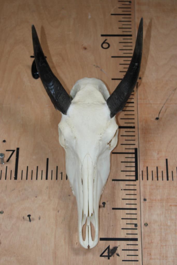 XXL Trophy Sized NILGAI Skull with All its Teeth: XXL Trophy Sized NILGAI Skull with All its Teeth. The Left Horn measures 10.5" Long and the Right Horn measures 9 5/8" Long. It is in Very Good Condition. TAXIDERMY SKULLS 