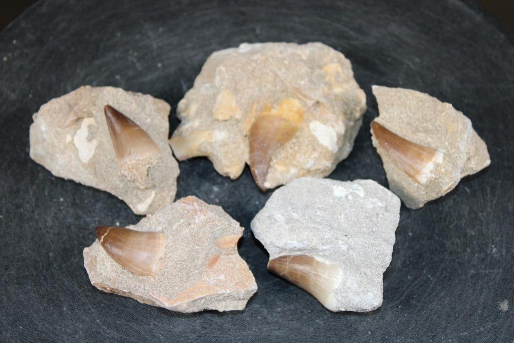 (5) Big MOSASAUR TEETH in their own Rock Matrix: 5 Authentic MOSASAUR Fossil Teeth. The Total Weight for all is 1.3 lbs. Mosasaurs lived during the Late Cretaceous Period, from about 90 million years ago until they went extinct around 66 million