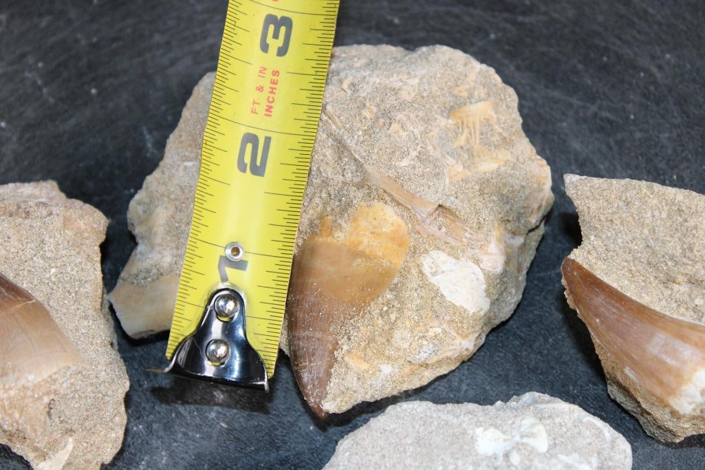 (5) Big MOSASAUR TEETH in their own Rock Matrix - 2