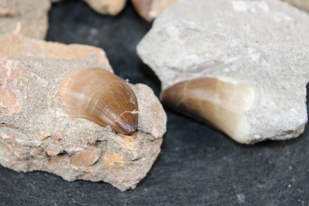 (5) Big MOSASAUR TEETH in their own Rock Matrix - 3