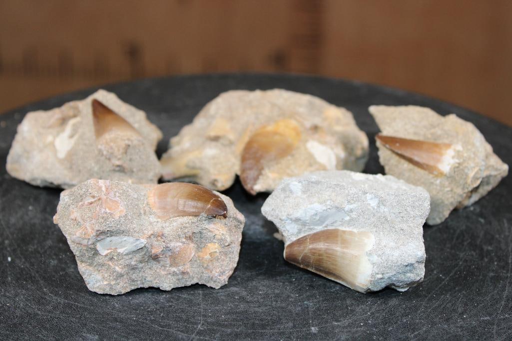 (5) Big MOSASAUR TEETH in their own Rock Matrix - 4