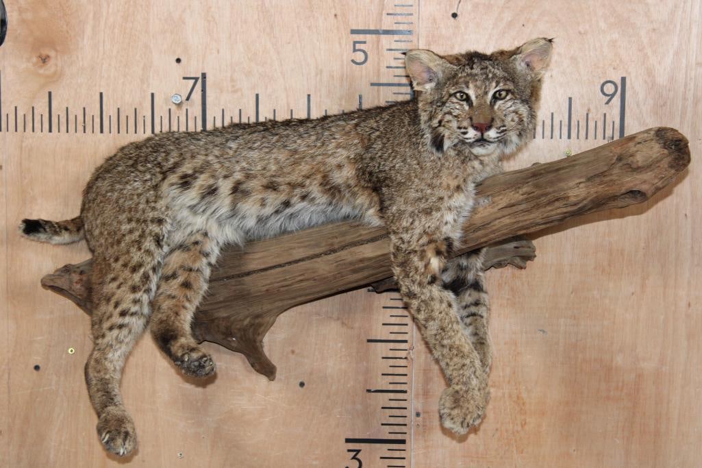 Life-sized Laying BOBCAT on a LOG Wall Hanging Base: Life-sized Laying BOBCAT on a LOG Wall Hanging Base. There is one bald spot on the front right leg, otherwise it is a Nice mount in Good Condition. TAXIDERMY 