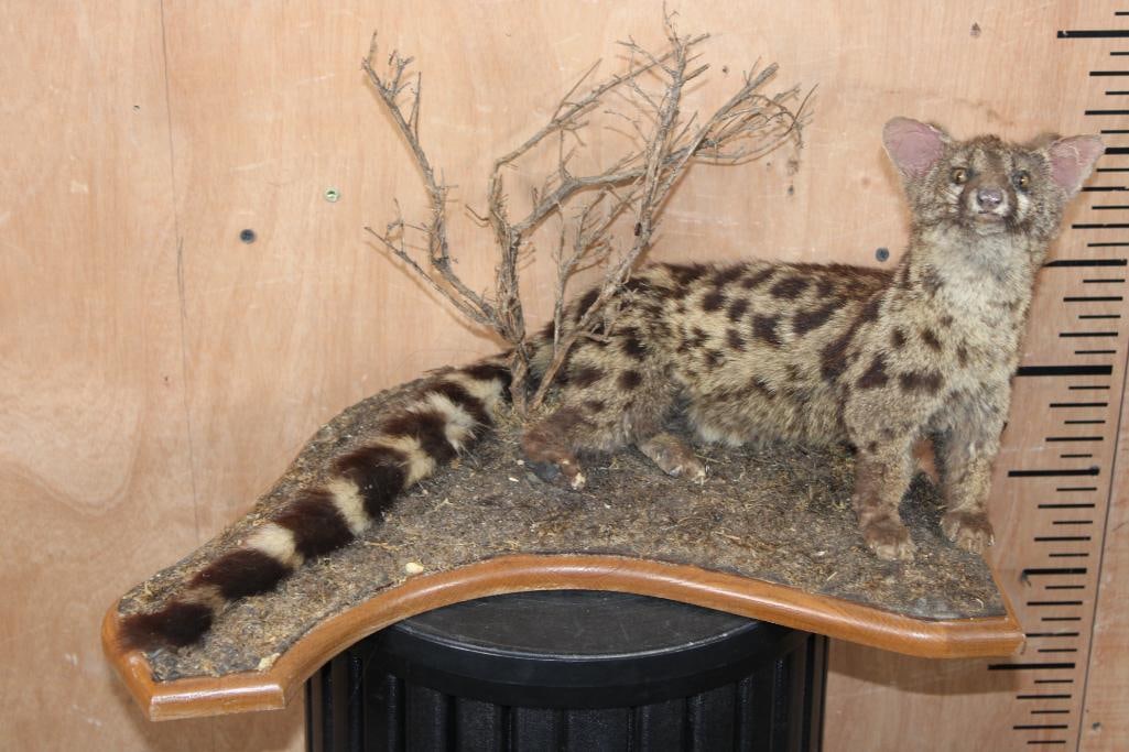 Life-sized GENET CAT on a Decorative Wood Base: Nice older Life-sized GENET CAT on a Decorative Wood Base. It measures 21" Long x 14" Wide x 11" Tall and is in Good Condition. TAXIDERMY 