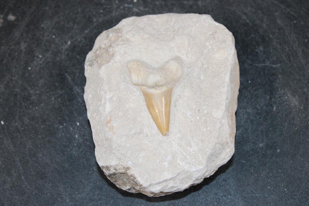 Big Prehistoric OTODUS SHARK Tooth Fossil in a Rock Matrix: Big Prehistoric OTODUS SHARK Tooth Fossil in a Rock Matrix. The Matrix measures 4.25" Long x 3.75" Wide x 2" Thick. The Total Weight is .95 lbs. The prehistoric Otodus Shark is an extinct genus of lar