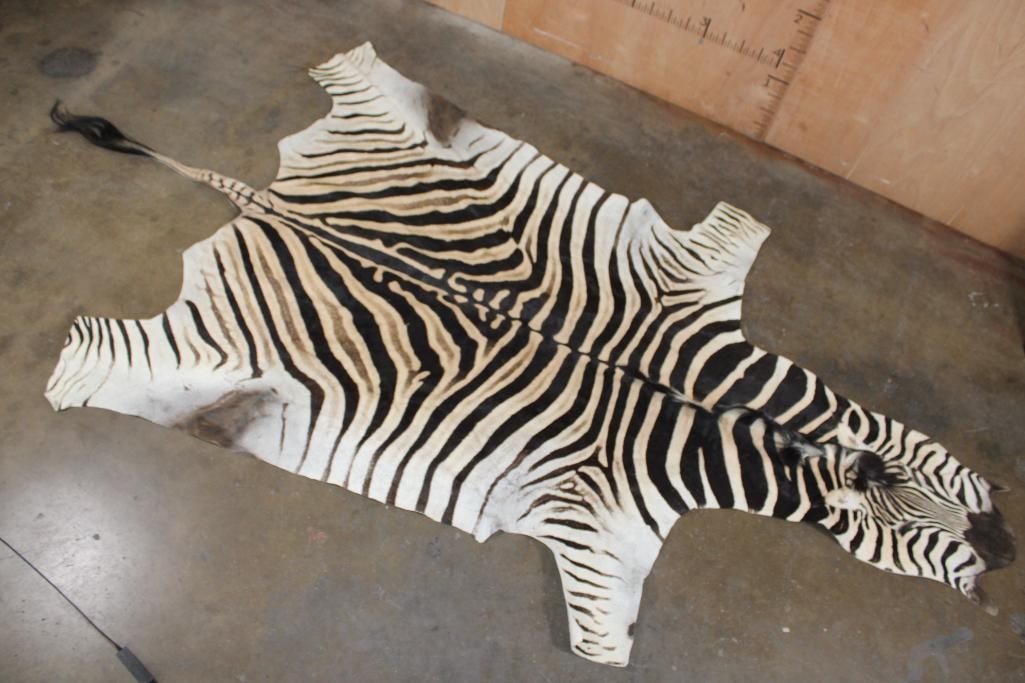 Big ZEBRA HIDE or ZEBRA RUG (1 of 6)
