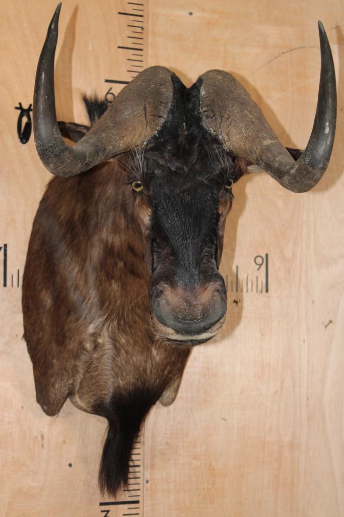BLACK WILDEBEEST Shoulder Mount: Very Nice, Clean, and Newer BLACK WILDEBEEST Shoulder Mount. It is in Very Good Condition. TAXIDERMY 