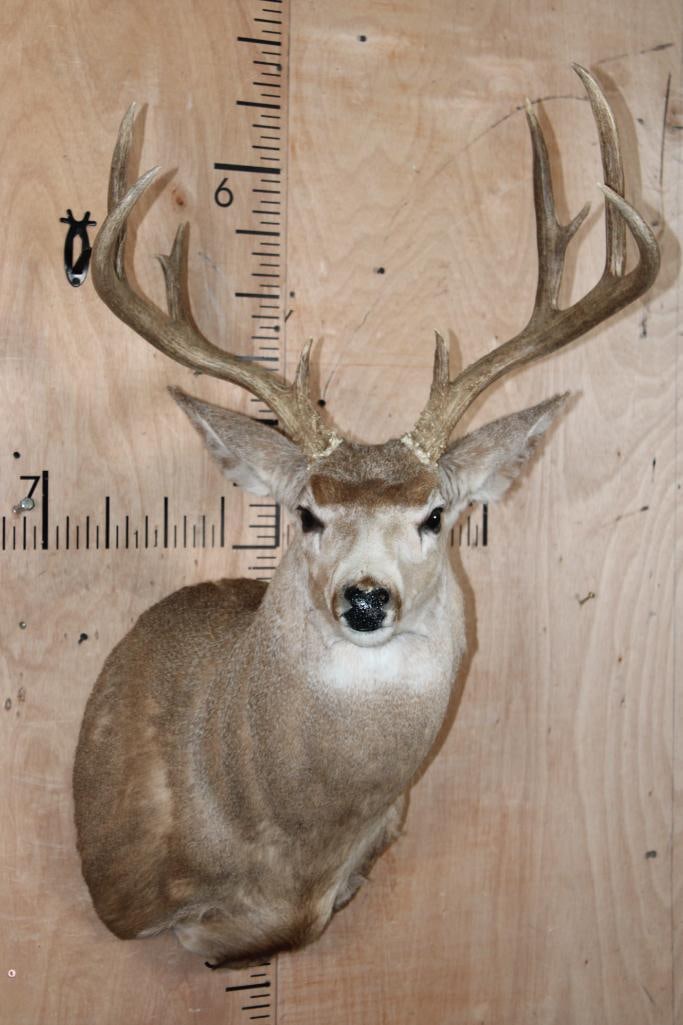 10-Point MULE DEER Shoulder Mount (1 of 9)