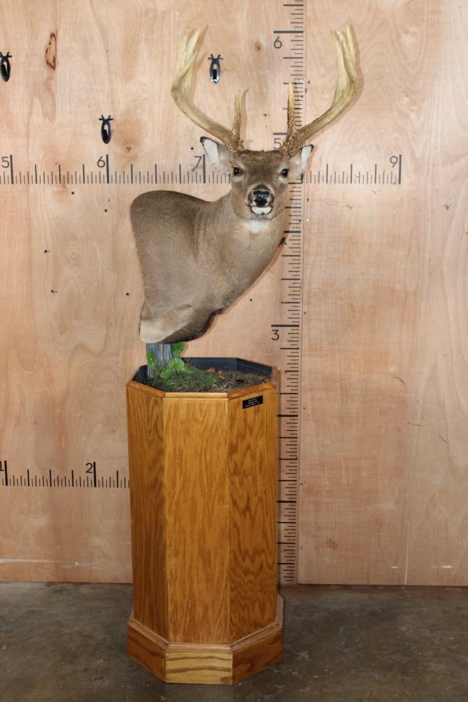 15-Point WHITETAIL DEER Pedestal Mount (1 of 11)