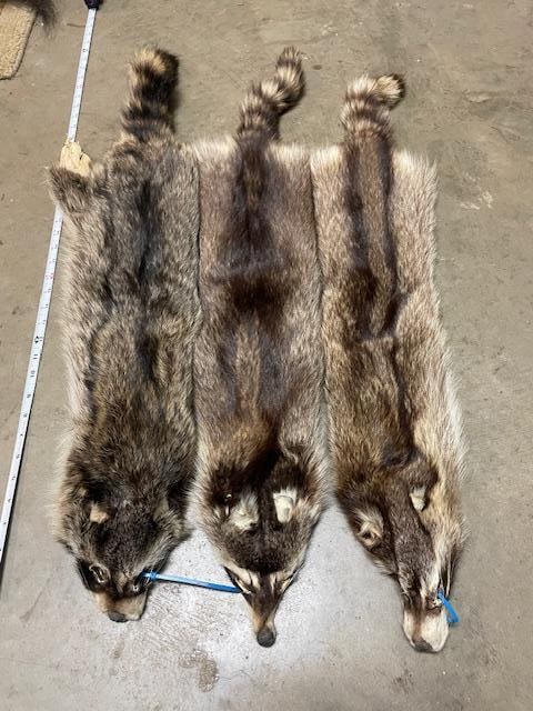 (3) *New* Large Soft and Tanned RACCOON Furs or Hides: 3 *New* Large Soft and Tanned RACCOON Furs or COON Hides. They measure 33"-36" Long each. These are great for rustic decor. TAXIDERMY HIDES 