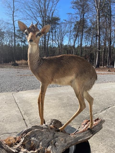 *Rare* Life-sized Trophy Size KIRK'S KIK DIK on a Natural Wood Base: *Rare* Life-sized Trophy Size KIRK'S KIK DIK on a Natural Wood Base. It has unusual white specks of hair on the muzzle and incredible 3" + Horns. It measures 27.5" Tall x 28" Long. TAXIDERMY 