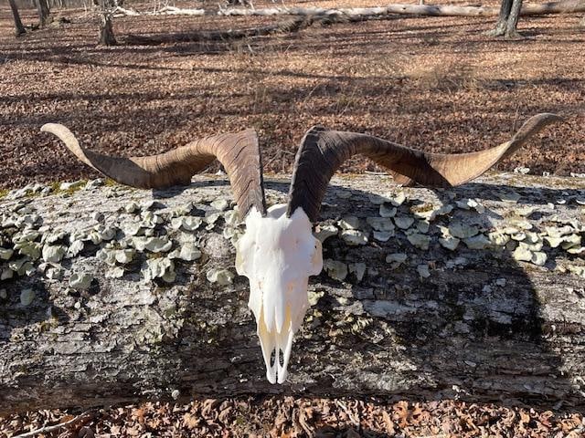 Huge Horned SPANISH Type GOAT with a Full Skull: HUGE Horned SPANISH Type GOAT with a Full Skull. It has a near 40" Spread at the Horn Tips and Half its Teeth. TAXIDERMY SKULLS 
