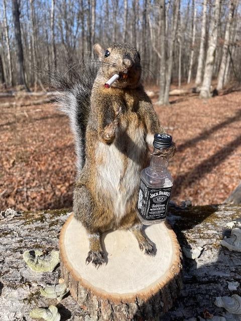 *New* Jack Daniels Drinking, Bird Flipping, Smoking Life-sized GREY SQUIRREL: Bad to the Bone! *New* Jack Daniels Drinking, Bird Flipping, Smoking Life-sized GREY SQUIRREL. It is in overall Excellent Condition and measures approximately 10"-10.5" Tall. He is mounted on a wood