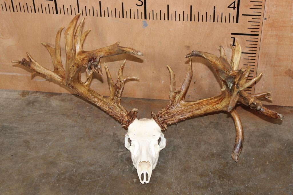 Massive *Real* Non-Typical 41-Point WHITETAIL DEER Antlers on a Reproduction Skull: Incredible *Real* Non-Typical 41-Point WHITETAIL DEER Antlers on a Reproduction Skull. It has a 33" Spread and in in Good Condition. TAXIDERMY SKULLS 