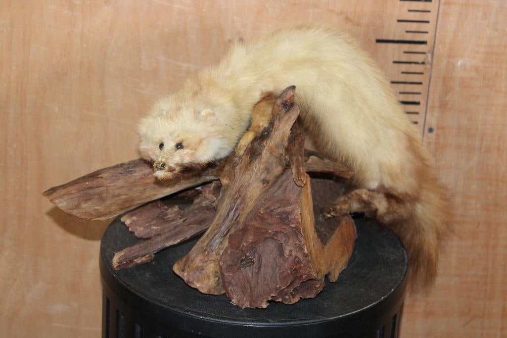 Life-sized PINE MARTEN on a Driftwood Base: Adorably "Derpy" Life-sized PINE MARTEN on a Driftwood Base. It measures 16" Long x 10" Wide x 9" Tall. This is an older mount in Fair Condition. TAXIDERMY 