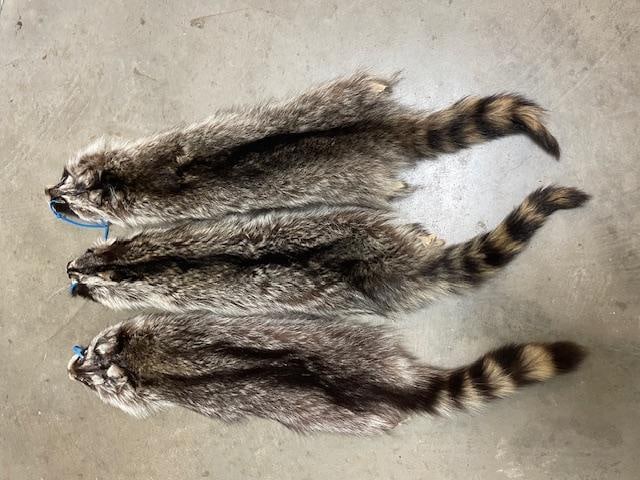 (3) *New* Soft and Tanned RACCOON Furs or Hides: 3 *New* Soft and Tanned RACCOON Furs or COON Hides. They measure 30"-31" Long each. These are great for rustic decor. TAXIDERMY HIDES 