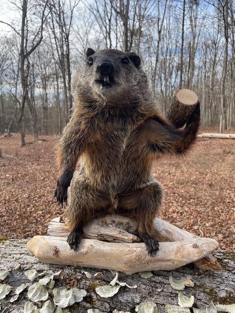 *New* WOODCHUCK Mounted on a Wood Slice Base: *New* WOODCHUCK with a devilish grin! He is mounted on a Wood Slice Base and measures approximately 17" Tall x 16" Long. It will look incredible displayed in a hunting lodge or your living room!