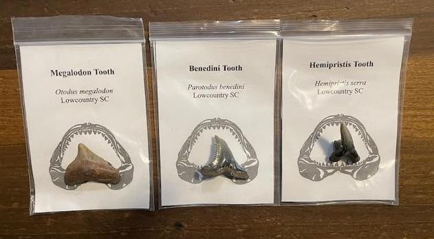 (3) Prehistoric SHARK TOOTH Fossils. MEGALADON, BENEDINI, and HEMIPRISTIS: 3 Prehistoric SHARK TOOTH Fossils. There is 1 MEGALADON Tooth Fossil, 1 BENEDINI Tooth Fossil, and 1 HEMIPRISTIS Tooth Fossil. These are excellent science specimens. SHARK TOOTH FOSSILS 