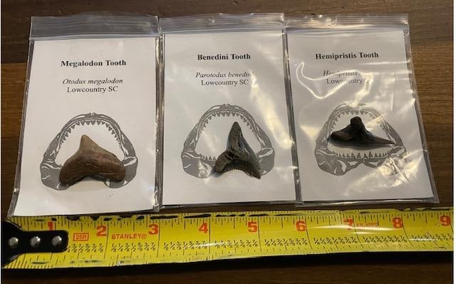 (3) Prehistoric SHARK TOOTH Fossils. MEGALADON, BENEDINI, and HEMIPRISTIS - 2