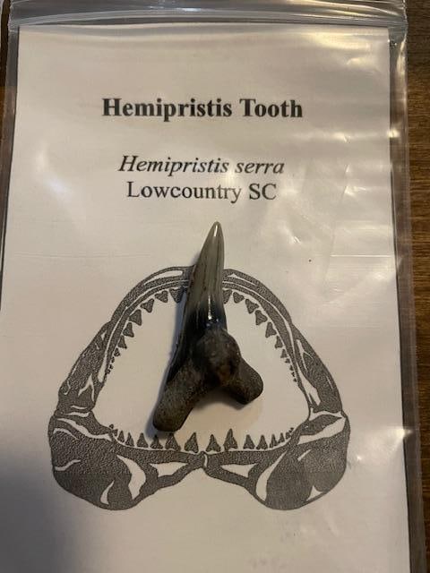 (3) Prehistoric SHARK TOOTH Fossils. MEGALADON, BENEDINI, and HEMIPRISTIS - 3