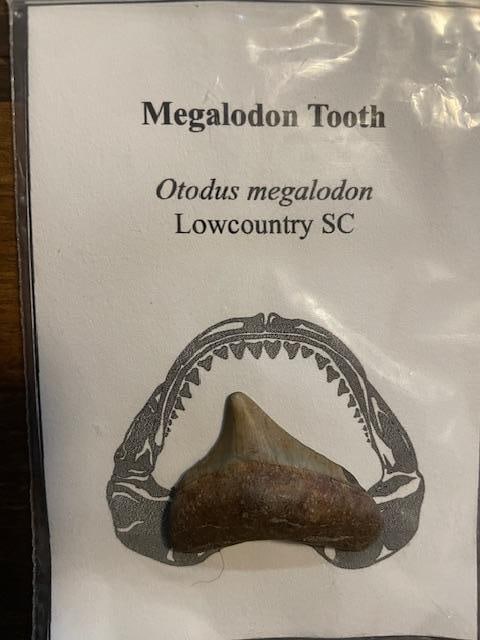 (3) Prehistoric SHARK TOOTH Fossils. MEGALADON, BENEDINI, and HEMIPRISTIS - 4