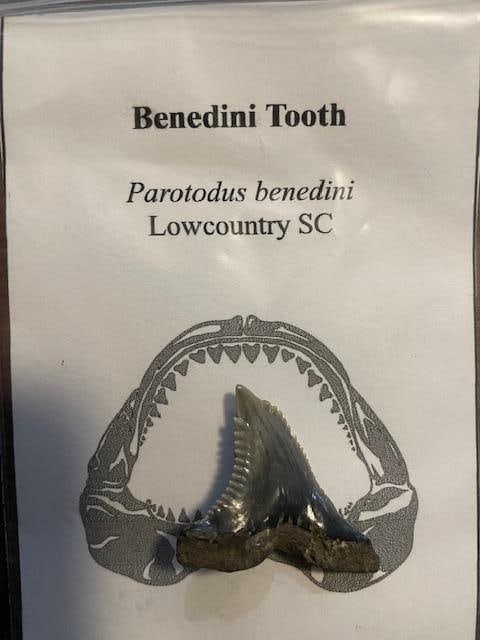 (3) Prehistoric SHARK TOOTH Fossils. MEGALADON, BENEDINI, and HEMIPRISTIS - 5