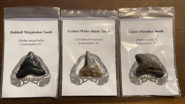(3) Prehistoric SHARK TOOTH Fossils. HUBBELL, Extinct GREAT WHITE, and GIANT THRESHER SHARK: 3 Prehistoric SHARK TOOTH Fossils. There is 1 HUBBELL Tooth Fossil, 1 Extinct GREAT WHITE Tooth Fossil, and 1 GIANT THRESHER SHARK Tooth Fossil. These are excellent scientific specimens. SHARK TOOTH F